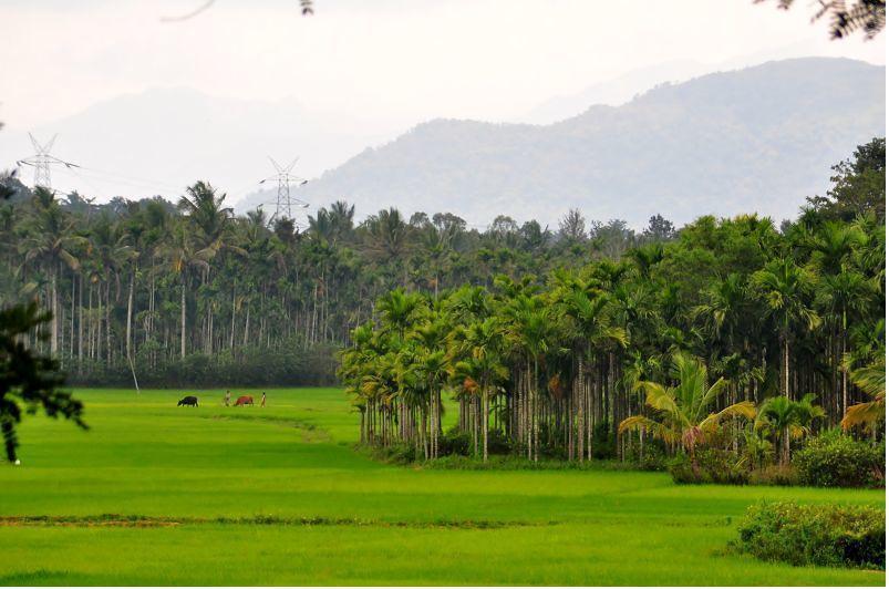 Wayanad Gate Resort มานันทาวดี ภายนอก รูปภาพ