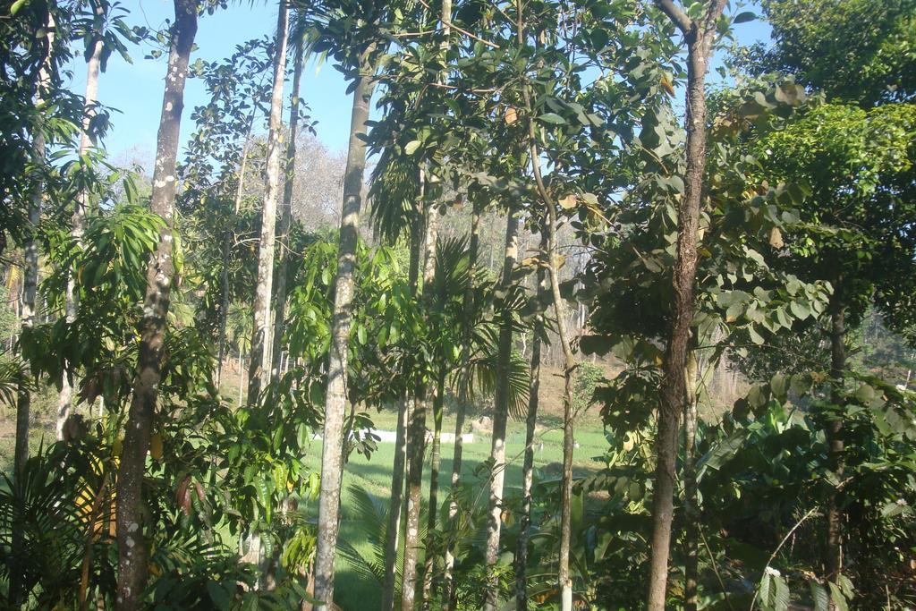 Wayanad Gate Resort มานันทาวดี ภายนอก รูปภาพ